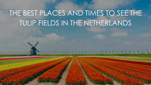 The Best Places And Times To See The Tulip Fields in the Netherlands
